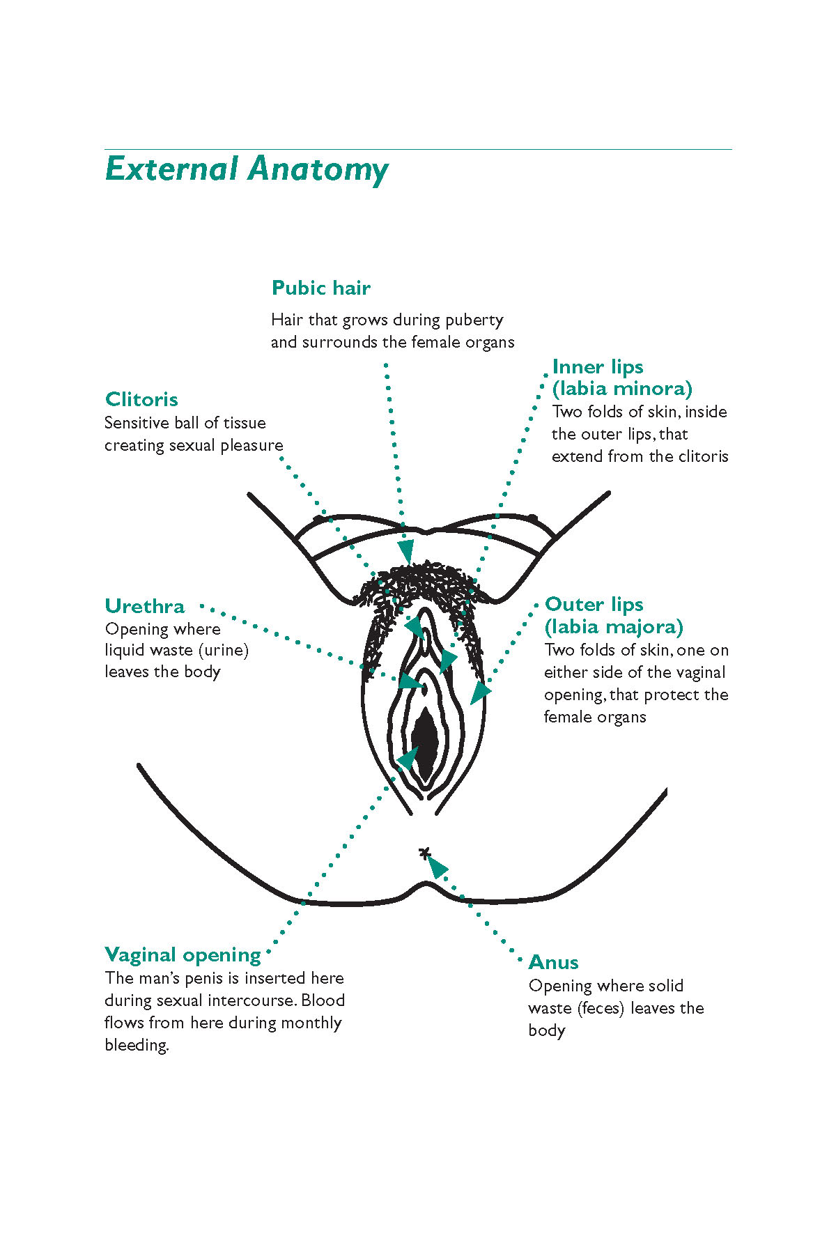 Diagram Internal Female Anatomy / Female Lower Back Anatomy Internal